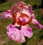 Broke Again - reblooming tall bearded Iris