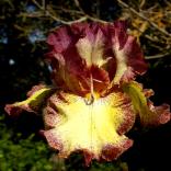 Broken Link - fragrant reblooming border bearded Iris