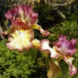 Broken Link - Reblooming fragrant border bearded Iris
