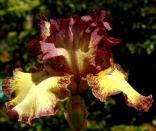 Broken Link - Reblooming Border bearded Iris