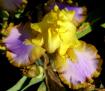 Brown Lasso - border bearded Iris