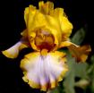Brown Lasso - Border bearded Iris