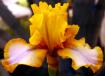 Brown Lasso - border bearded Iris