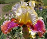 Bud to Blossom - fragrant tall bearded Iris