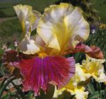 Bud to Blossom - fragrant tall bearded Iris
