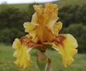 Burst - fragrant tall bearded Iris
