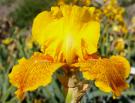 Calizona Gold - tall bearded Iris