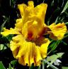 Calizona Gold - Tall bearded Iris