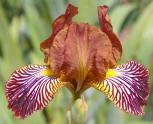 Candy Basket - fragrant MDB Miniature tall bearded Iris