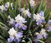 Capitol Debut - Tall bearded Iris