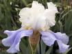 Capitol Debut - tall bearded Iris