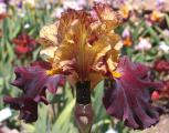 Caramel'n Chocolate - tall bearded Iris