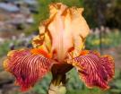 Champion Bloodlines - tall bearded Iris