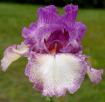 Chance Encounter - tall bearded Iris