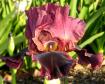 Charger - Reblooming tall bearded Iris