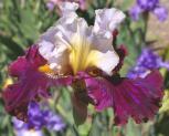 bearded Iris with the name Cheap Date - fragrant tall bearded Iris
