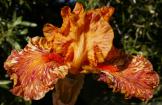Cheetah Cheese - fragrant tall bearded Iris