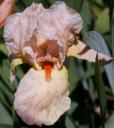 Cherie - tall bearded Iris