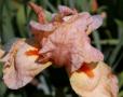 Cherie - tall bearded Iris