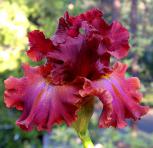 Cherokee Blaze - tall bearded Iris