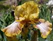 Chili Spots - tall bearded Iris