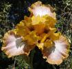 Chili Spots - tall bearded Iris