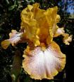 Chili Spots - Tall bearded Iris