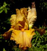 Chocolate Chess - fragrant tall bearded Iris