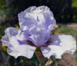 Cin Cin - fragrant border bearded Iris