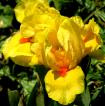 Circus Dragon - fragrant SDB Standard Dwarf bearded