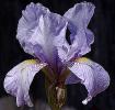 Claire Doodle - Reblooming fragrant MDB Miniature Dwarf bearded Iris