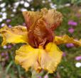 Coffee House - tall bearded Iris