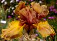 Coffee House - tall bearded Iris