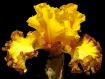 Coin Flip - border bearded Iris