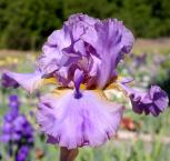 Comme Un Volcan - fragrant tall bearded Iris