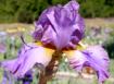 Comme Un Volcan - fragrant tall bearded Iris