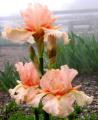 Coral Point - Tall bearded Iris