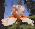 Coral Point - fragrant tall bearded Iris