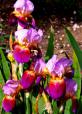 Coralie - Tall bearded Iris