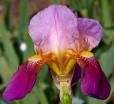 Coralie - tall bearded Iris