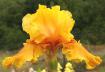Cordoba - reblooming tall bearded Iris