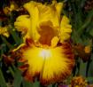 Core Values - tall bearded Iris