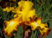 Core Values - tall bearded Iris