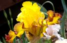 Core Values - tall bearded Iris