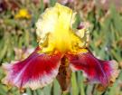 Cosmic Blast - tall bearded Iris