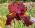 Court Martial - tall bearded Iris