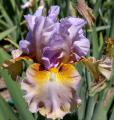 Cow Palace - fragrant tall bearded Iris