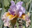 Cow Palace - fragrant tall bearded Iris