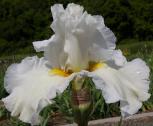 Cozy Cotton - Reblooming tall bearded Iris