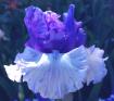 Crowned Heads - fragrant tall bearded Iris